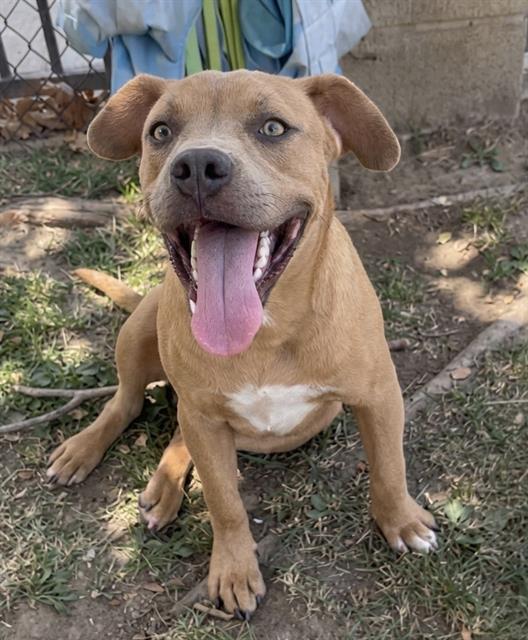 Dingo, a Pit Bull Terrier (mix breed), available for adoption