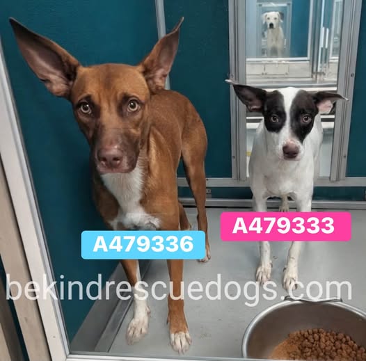 Adoptable pet photo