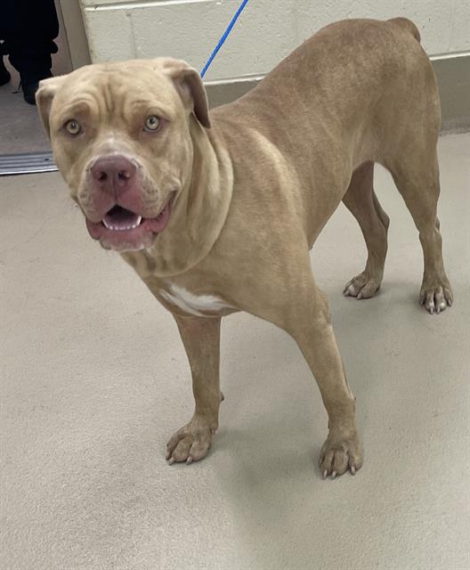 Adoptable pet photo
