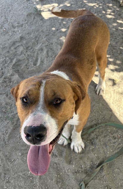 Adoptable pet photo