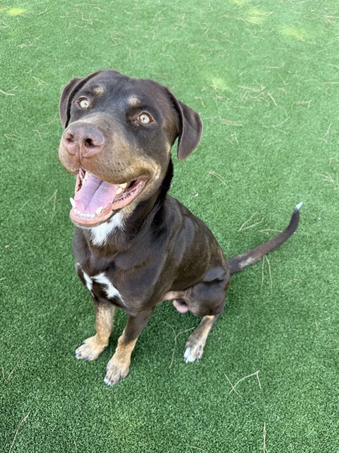 Adoptable pet photo