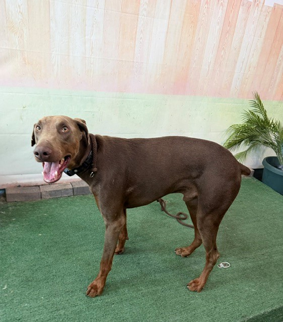 Adoptable pet photo
