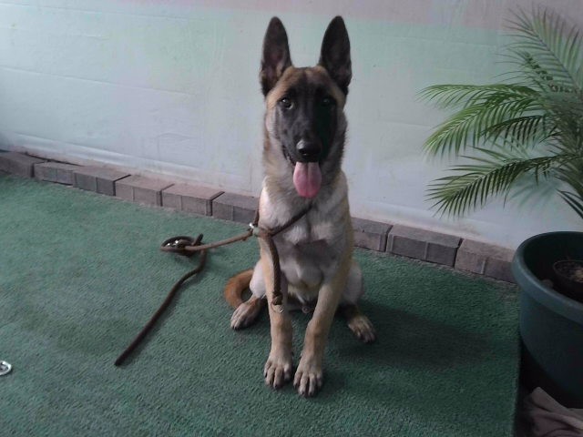 Adoptable pet photo
