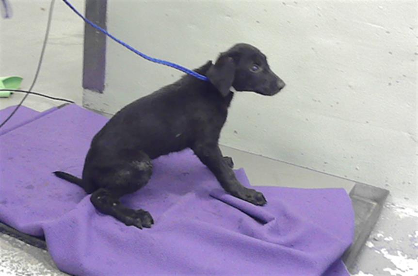 Adoptable pet photo