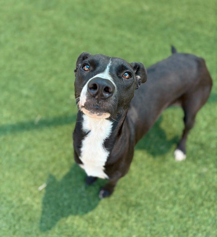 Adoptable pet photo