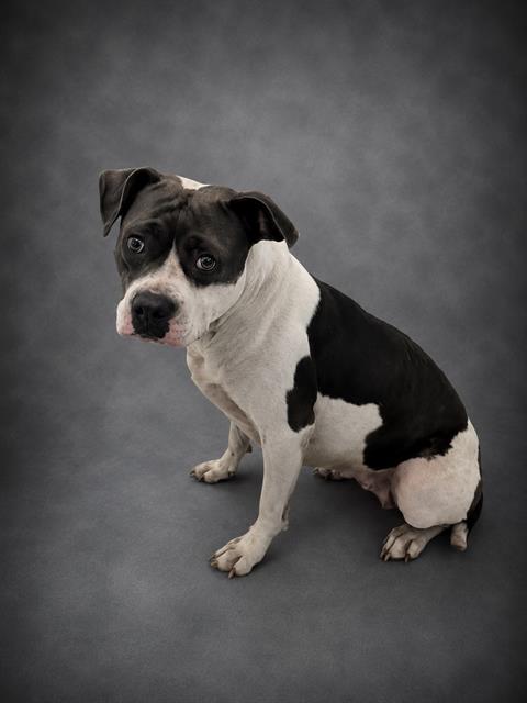 Adoptable pet photo