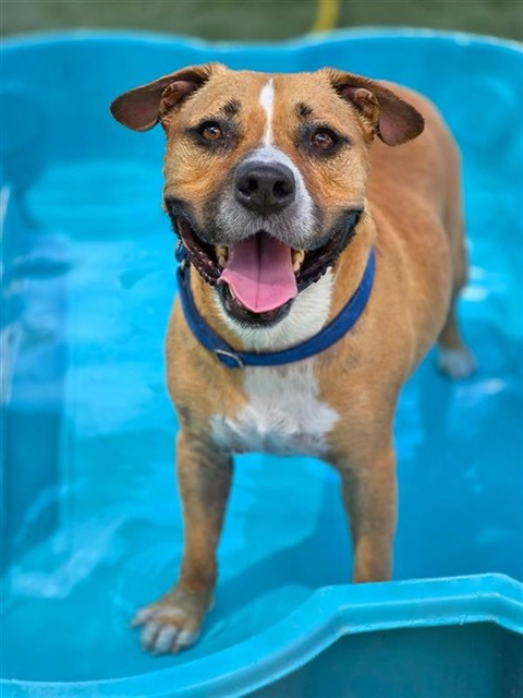 Adoptable pet photo