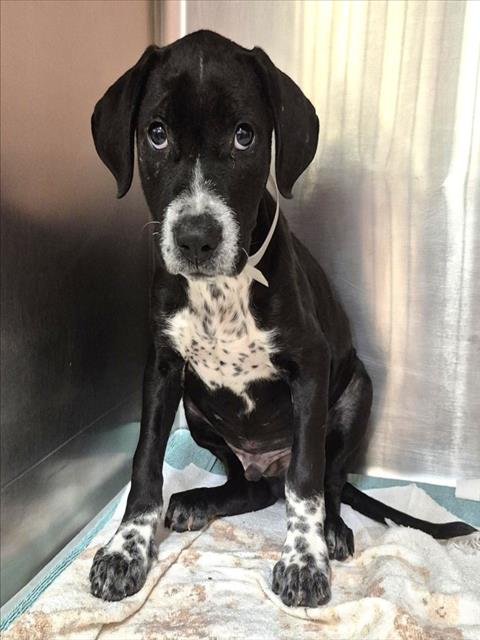 Staffordshire Bull Terrier (mix breed) available for adoption
