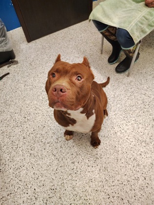Boomerang, a Pit Bull Terrier (mix breed), available for adoption