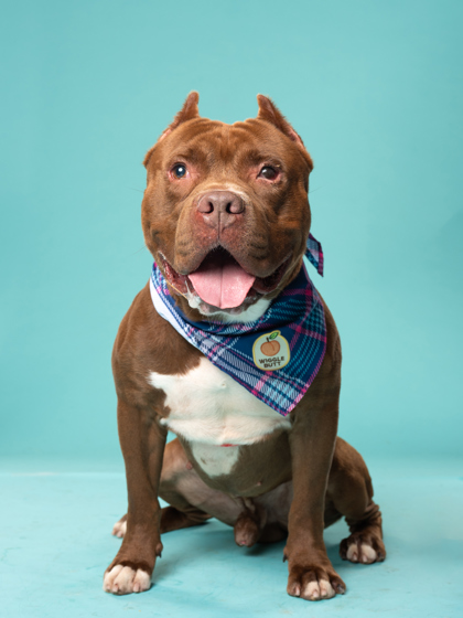 Boomerang, a Pit Bull Terrier (mix breed), available for adoption