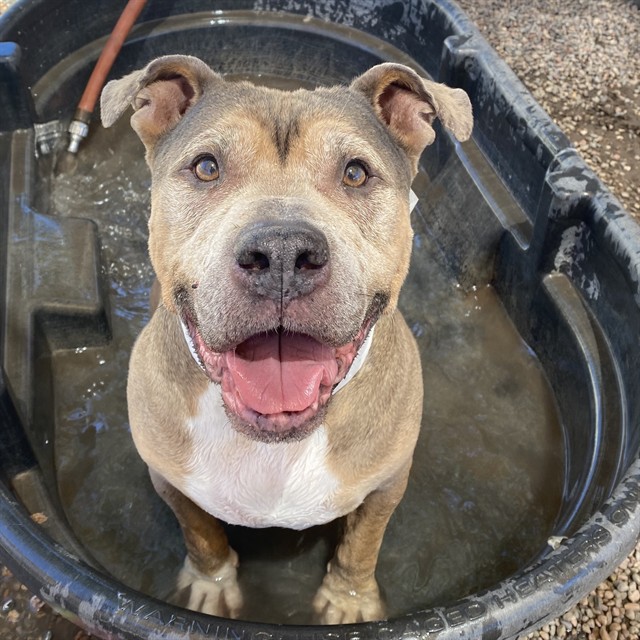 Samson, a Bullmastiff (mix breed), available for adoption