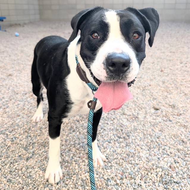 Brom, a Pit Bull Terrier, available for adoption