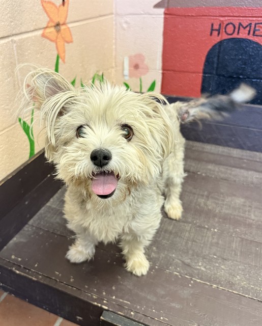 Bella, a Lhasa Apso, available for adoption
