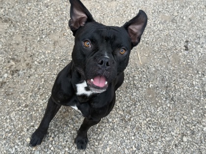 Bao Bun, a Mastiff, available for adoption
