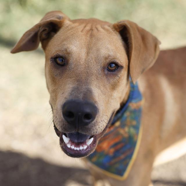 Harry, a Labrador Retriever (mix breed), available for adoption