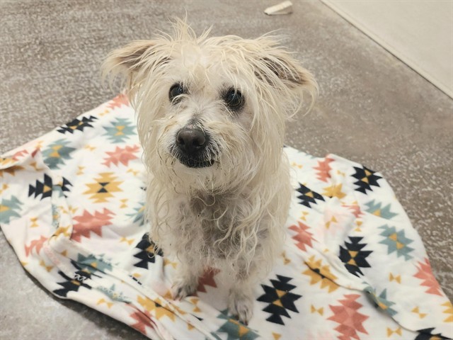 Squirtle, a Cairn Terrier (mix breed), available for adoption