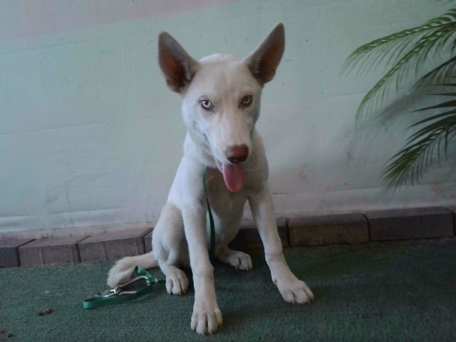 Thelma, a German Shepherd, available for adoption