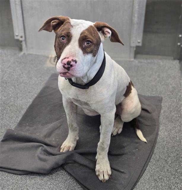 Thor, a American Staffordshire Terrier (mix breed), available for adoption