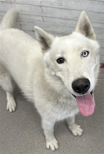 Oreo, a German Shepherd (mix breed), available for adoption