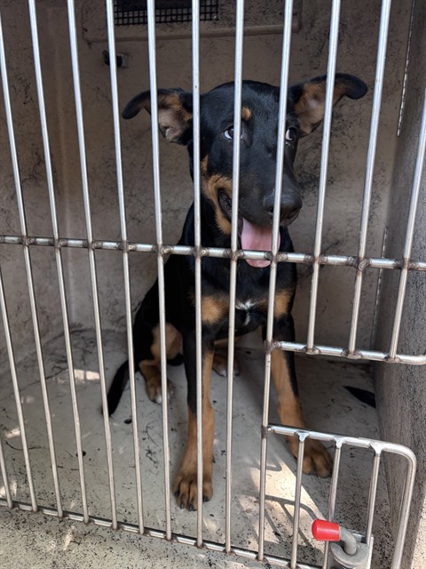 A480263, a German Shepherd (mix breed), available for adoption
