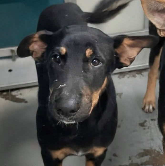 A480263, a German Shepherd (mix breed), available for adoption
