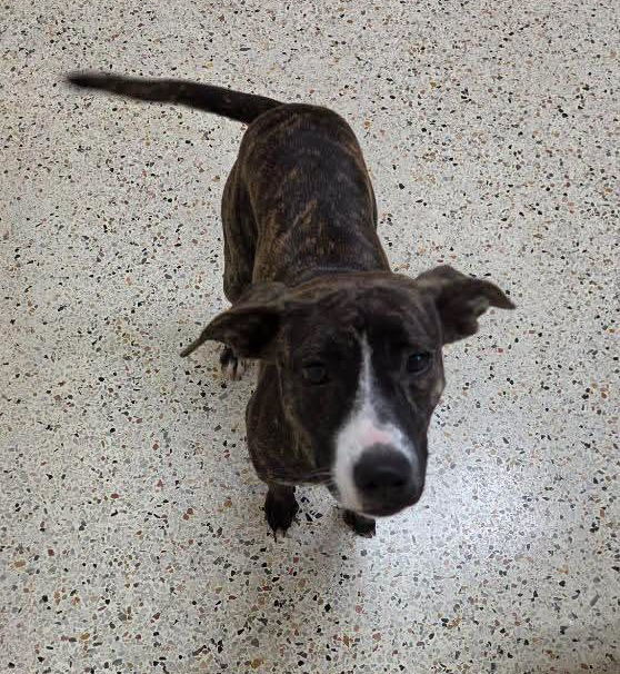 Nani, a Pit Bull Terrier, available for adoption
