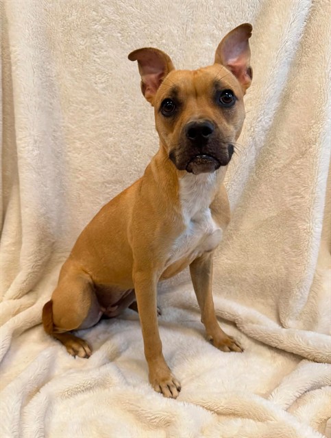 Fiona, a American Bulldog, available for adoption