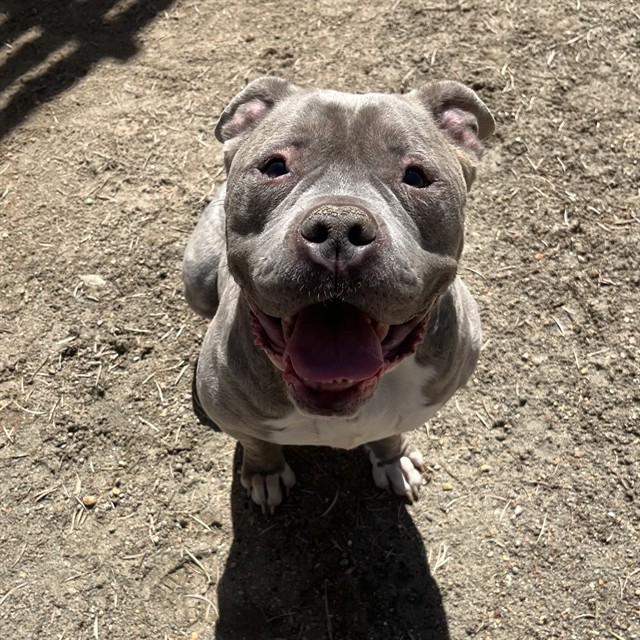 Peanut, a Pit Bull Terrier, available for adoption