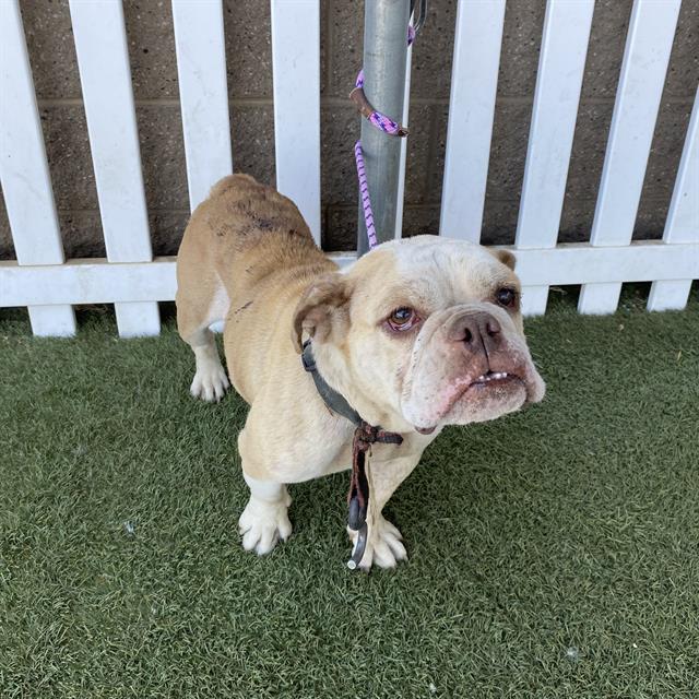 Bonnie, a English Bulldog, available for adoption