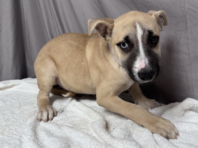 Misty, a Catahoula Leopard Dog, available for adoption