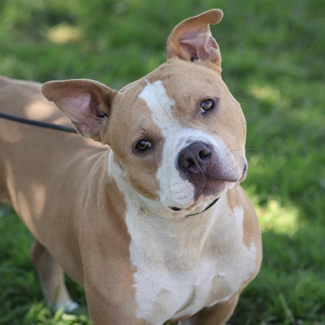 Pancake, a Staffordshire Bull Terrier, available for adoption