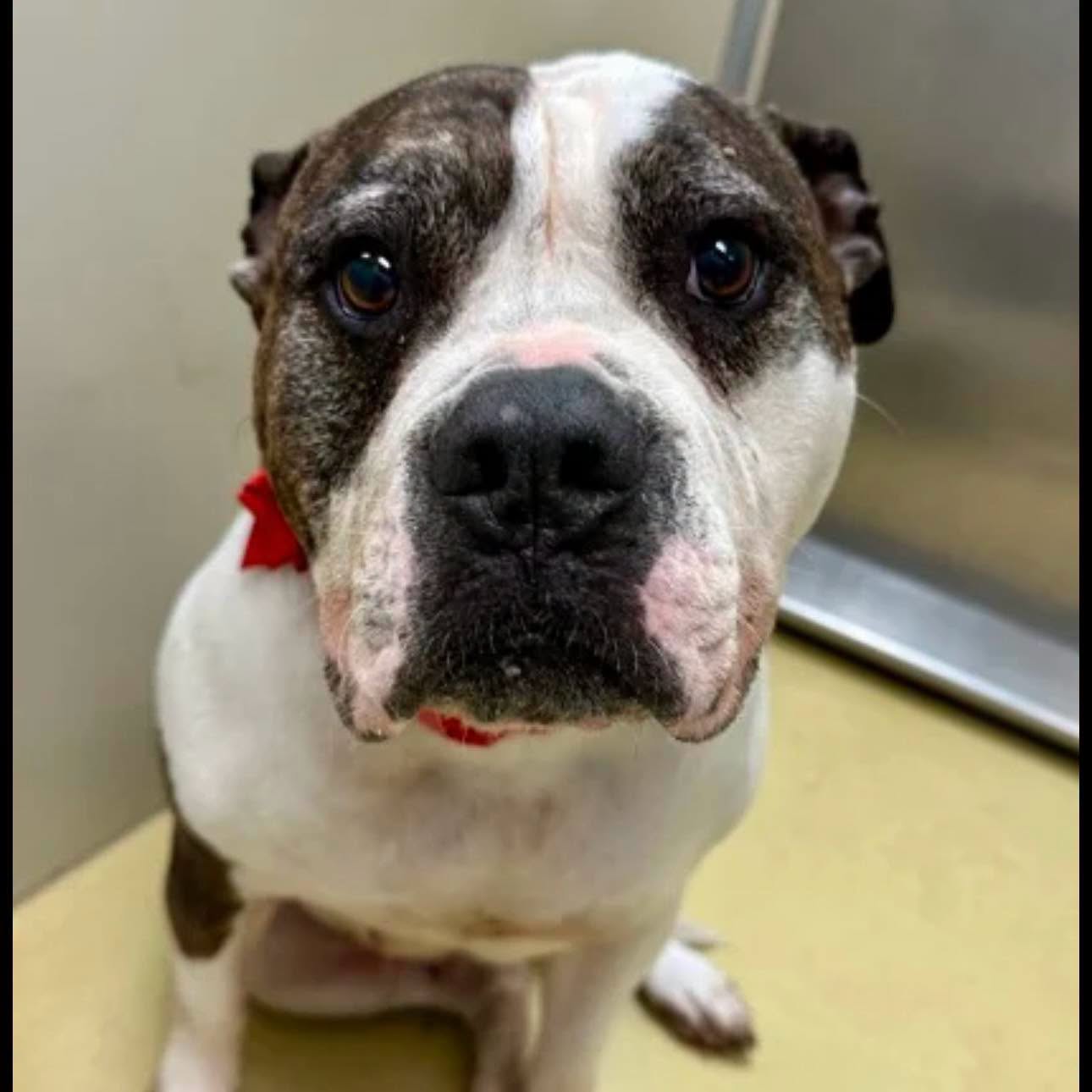 Kimber, a Pit Bull Terrier, available for adoption