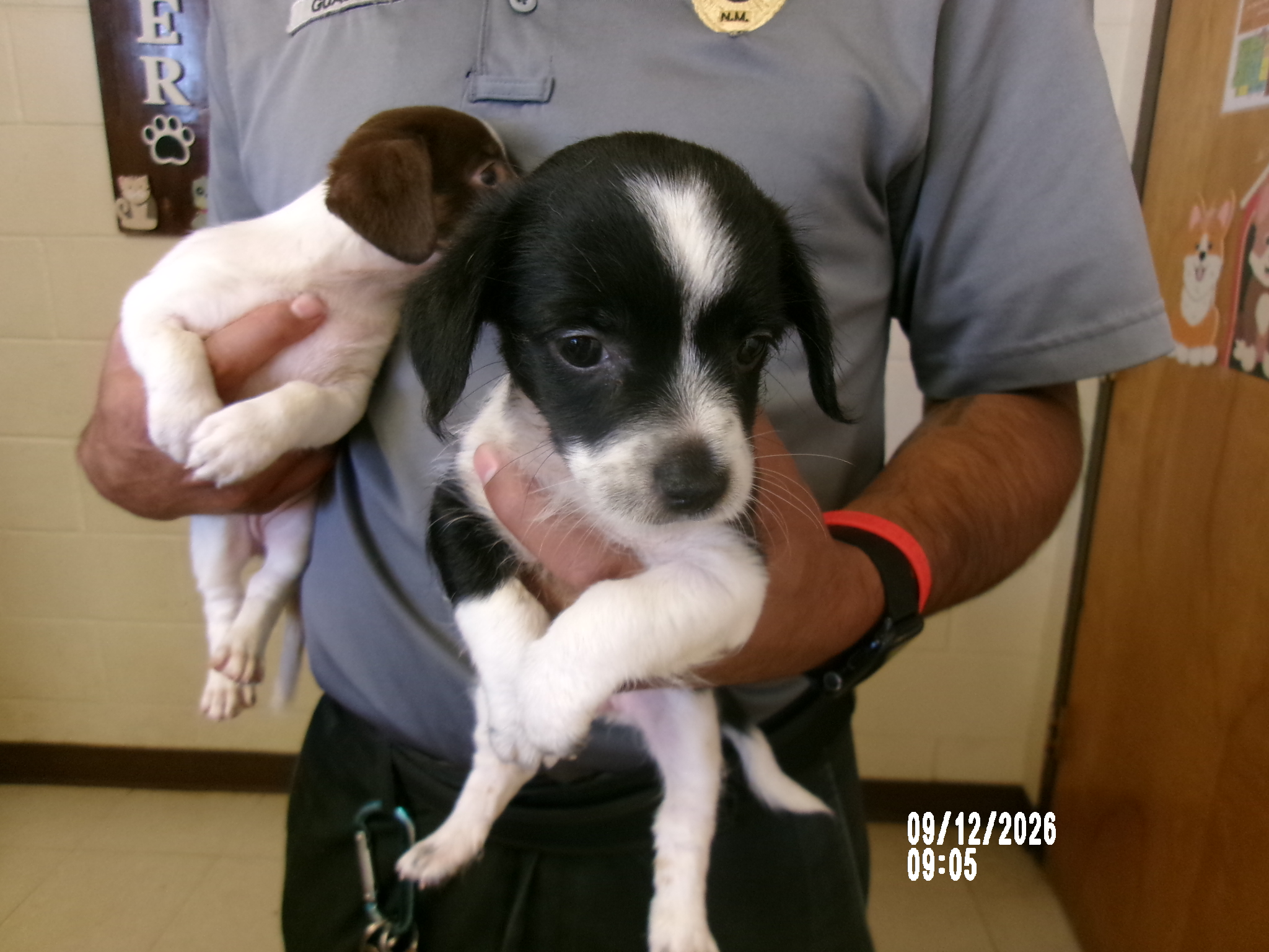 Pattie, a Terrier (mix breed), available for adoption