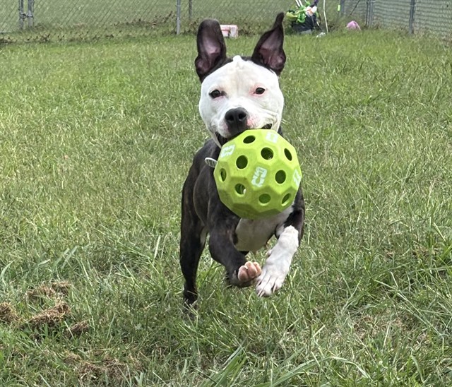 Juanita, a Staffordshire Bull Terrier (mix breed), available for adoption