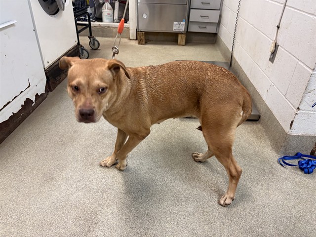 A480577, a German Shepherd, available for adoption