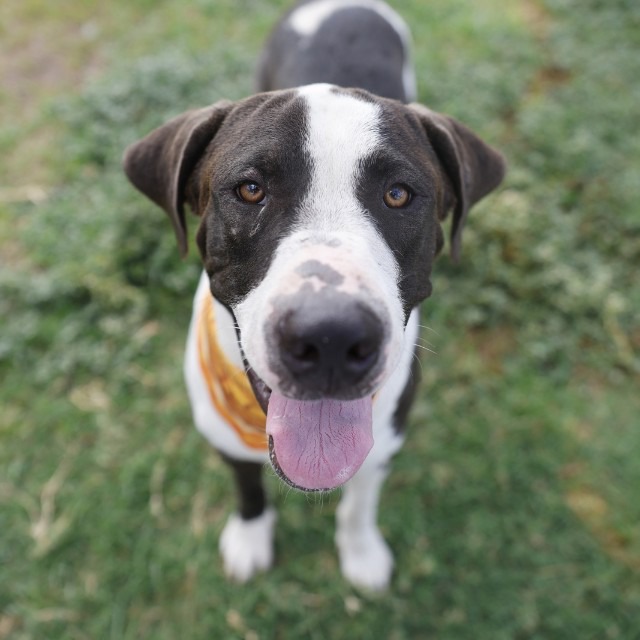 Diesel, a Pointer (mix breed), available for adoption