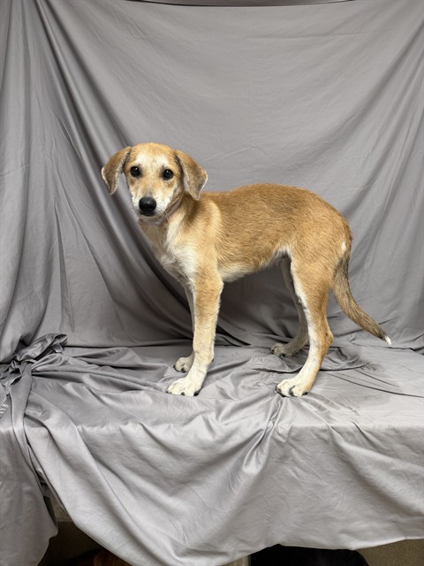 Dolly, a Cattle Dog, available for adoption
