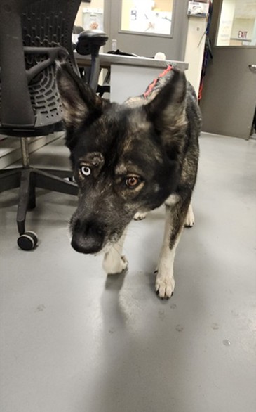 Cherry Blossom, a German Shepherd (mix breed), available for adoption