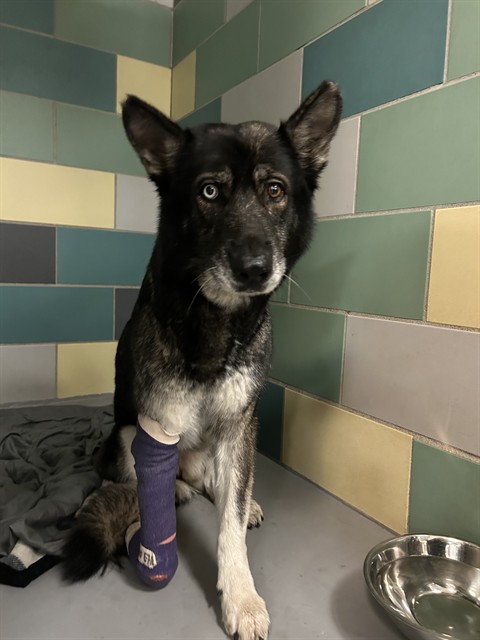Cherry Blossom, a German Shepherd (mix breed), available for adoption