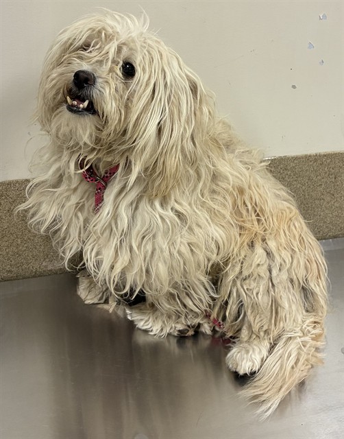 A5801617, a Maltese, available for adoption