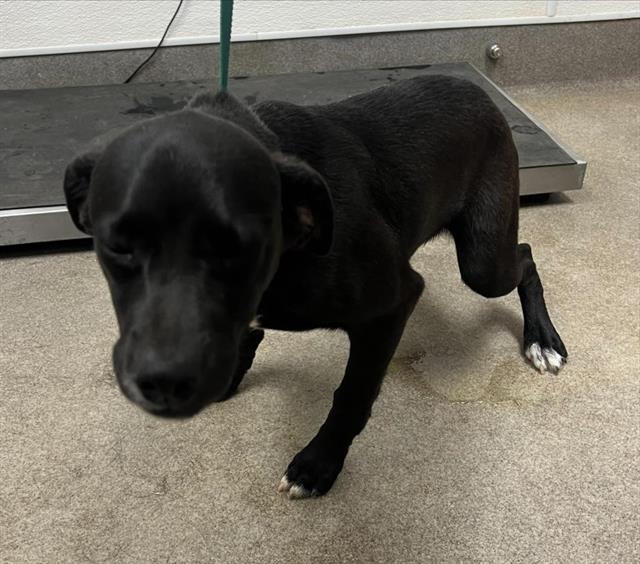 Nick Wilde, a Pit Bull Terrier (mix breed), available for adoption