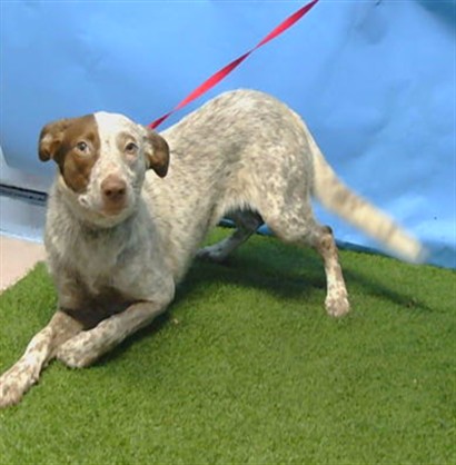 Lacey, a Pointer, available for adoption