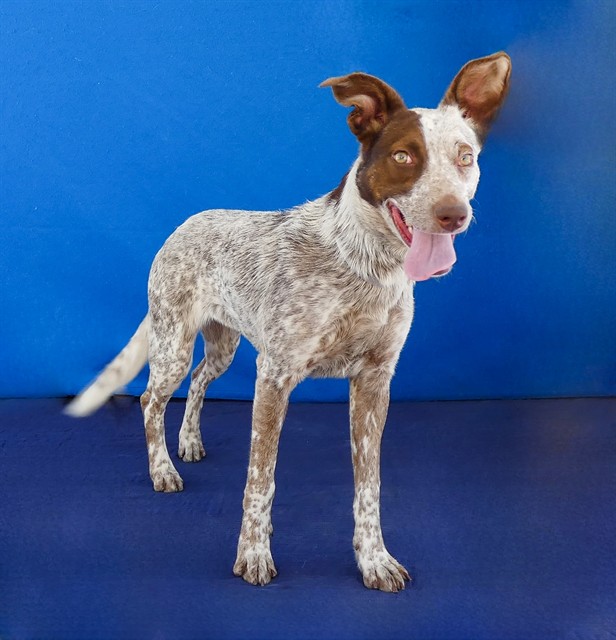 Lacey, a Pointer, available for adoption