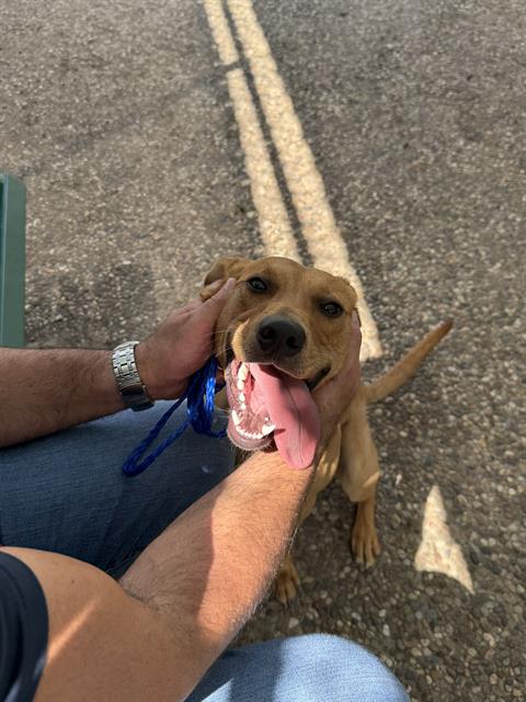 Scooby, a Labrador Retriever (mix breed), available for adoption