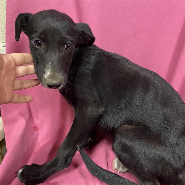 Eclipse, a Border Collie, available for adoption