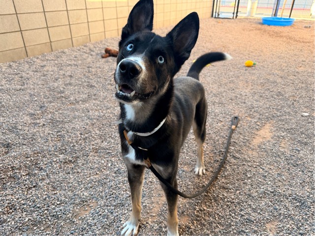 Beerus, a German Shepherd (mix breed), available for adoption