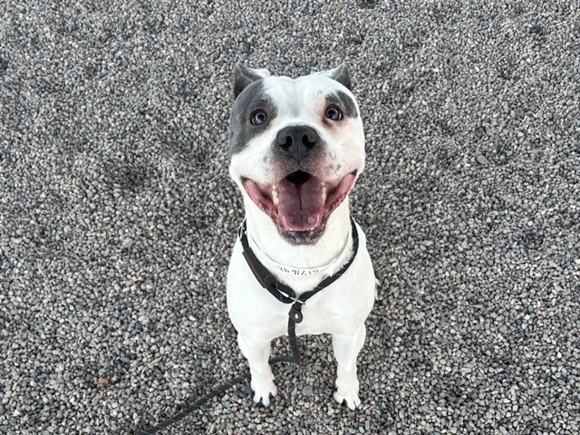 Homer, a Pit Bull Terrier (mix breed), available for adoption