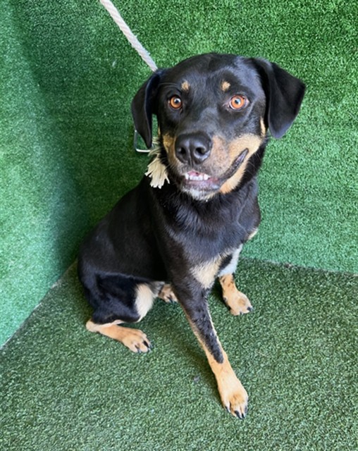 Beast, a Rottweiler, available for adoption