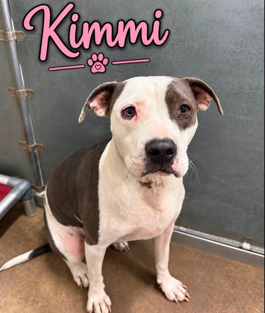 Kimmie, a Pit Bull Terrier (mix breed), available for adoption