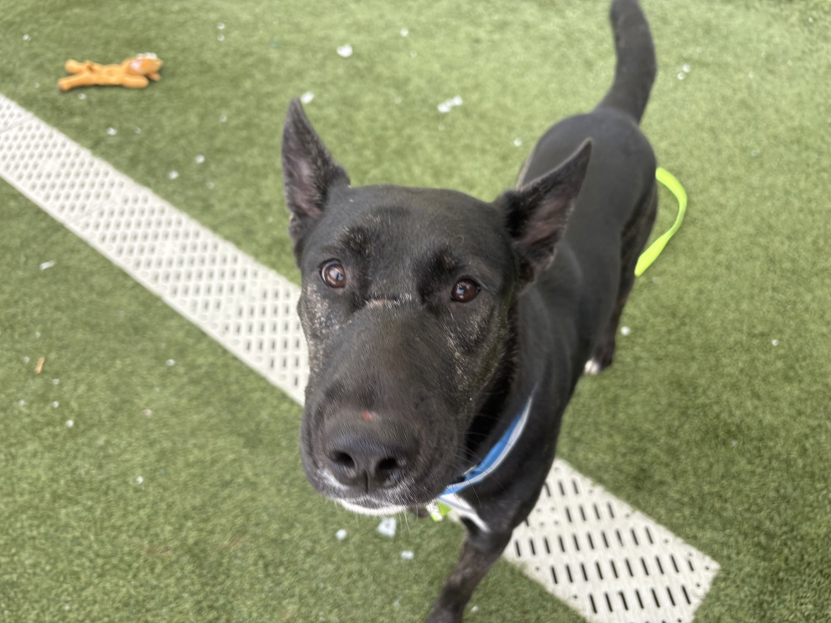 Okapi, a Dutch Shepherd, available for adoption